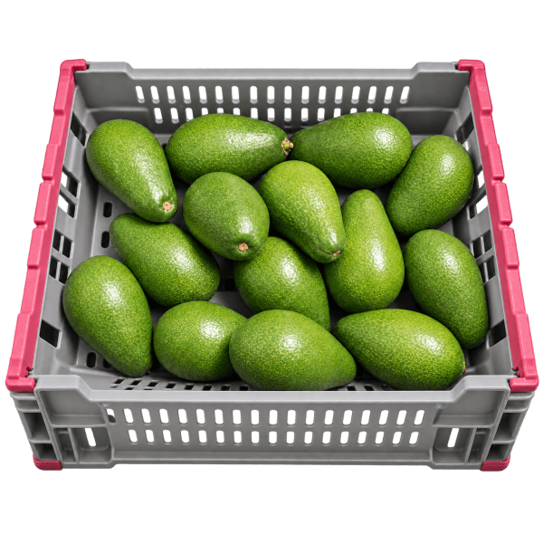 Zoom bild av Avokado Jumbo Peru 14st RB